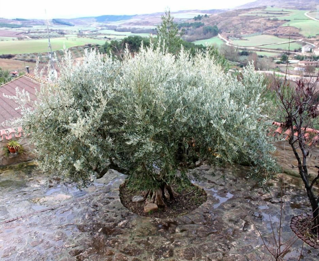 Others 5, El Olivo de Sansol, Navarra
