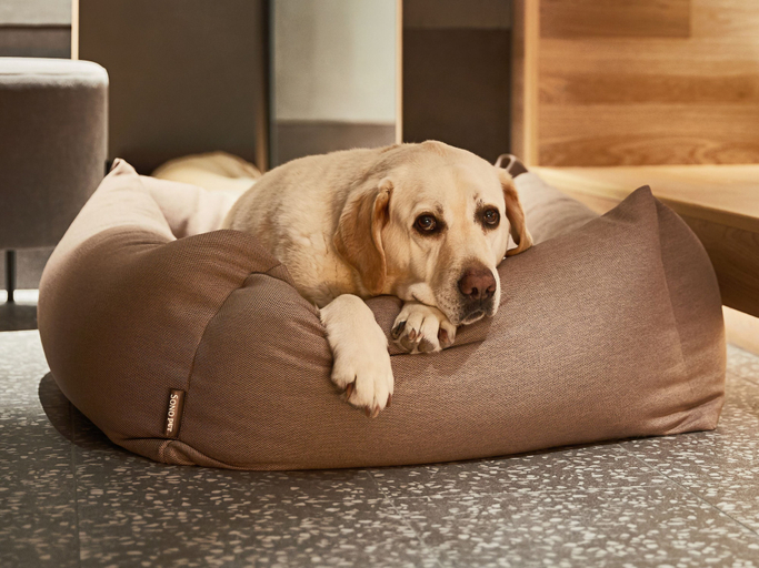 Bedroom 4, Sono Pet Clubs & Resorts VivaldiPark, Chuncheon