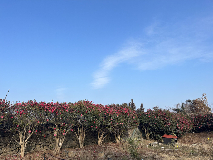 Others 4, Betta's Homestay, Jeju