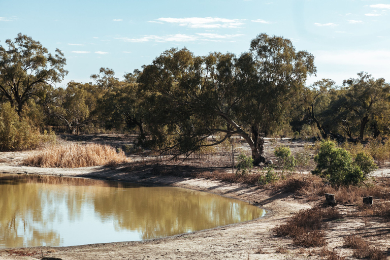 Others 5, Warrawong on the Darling, Central Darling