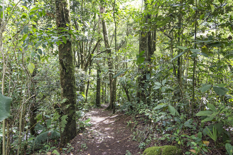 Others 5, Bosque de Paz, Alfaro Ruiz