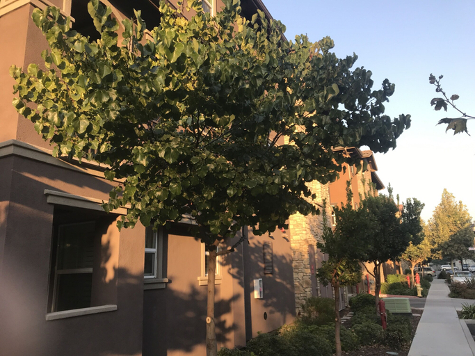 Exterior & Views 1, Shared Private Home at Santana Row, Santa Clara
