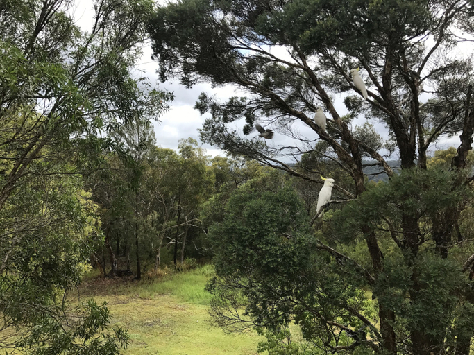 Others 5, Kookaburra Retreat, Sydney