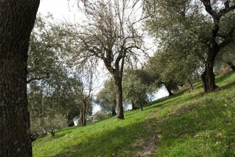 Others 5, Agriturismo Le Francesche, Perugia