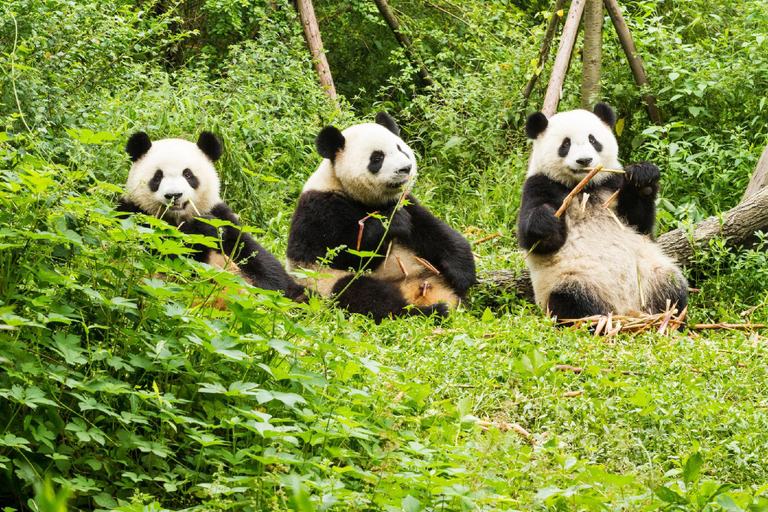 Others 3, James Joyce Coffetel·Chengdu Panda Base Longtan Shuixiang, Chengdu