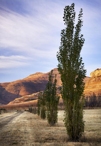 Others 5, Dynasty Red Mountain Ranch, Thabo Mofutsanyane