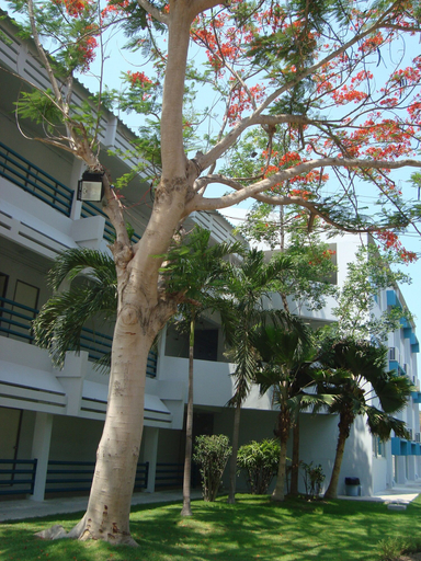 Others 5, Addera Residence Hua Hin, Hua Hin