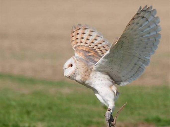 Others 4, Falcons Nest, Cambridgeshire