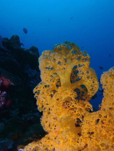 Others 5, Guesthouse The 4 Fish                                                                           , Manado