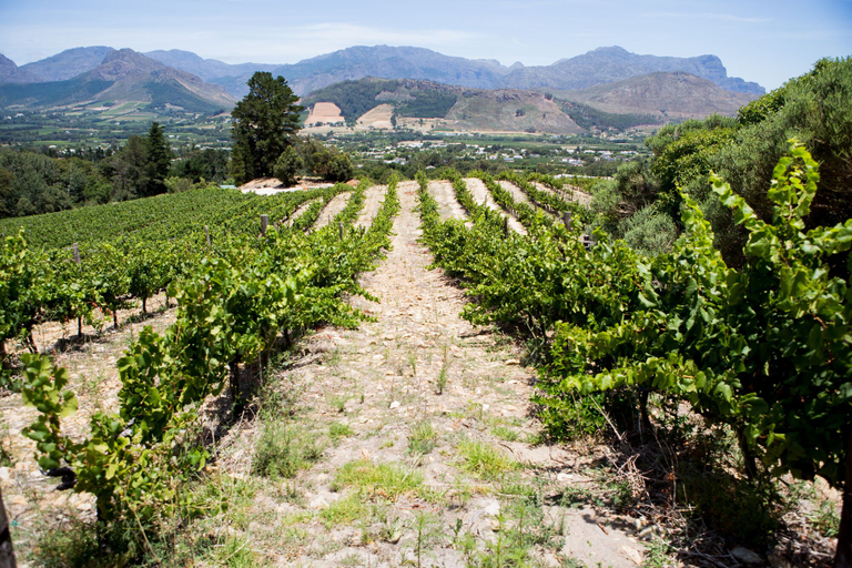 Others 5, Dieu Donné Vineyard Self-Catering Cottages, Cape Winelands