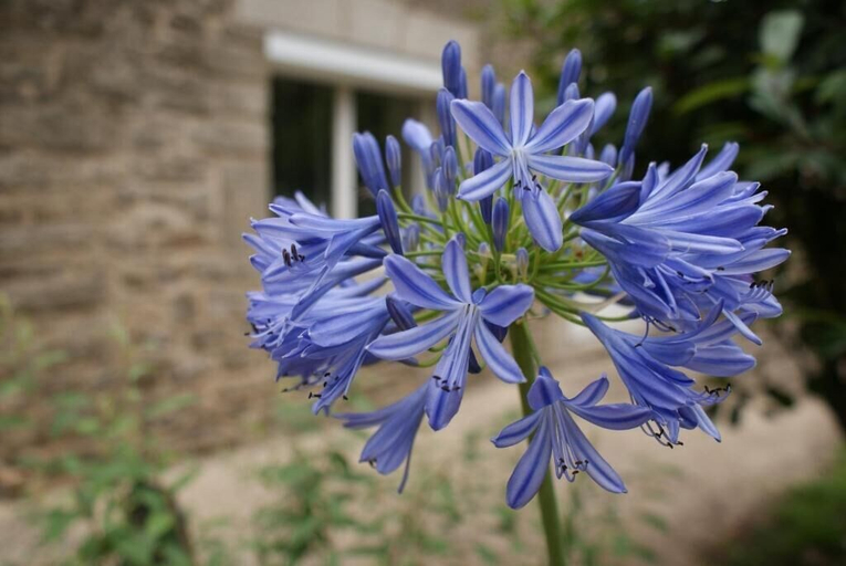 Exterior & Views 2, Aux Agapanthes, Morbihan