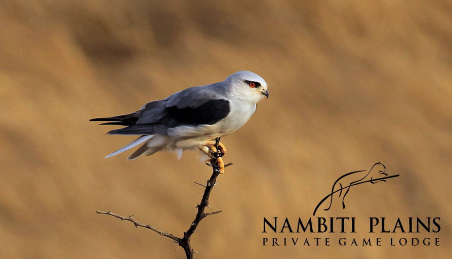 Food & Drinks 5, Nambiti Plains Private Game Lodge, Uthukela