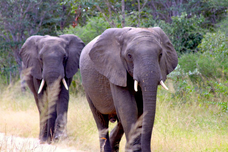 Others 4, Gwango Elephant Lodge, Hwange