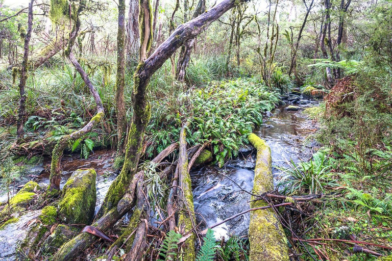 Others 5, Toms Cabin, Kempsey