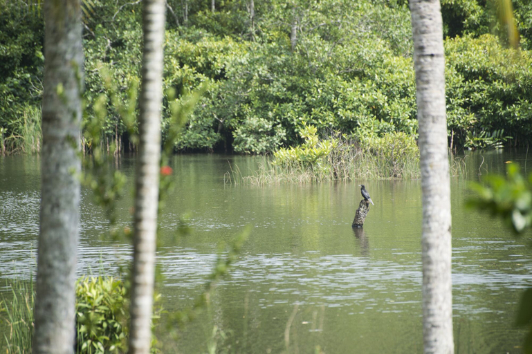 View from property 4, KAJU GREEN eco lodges, Akmeemana