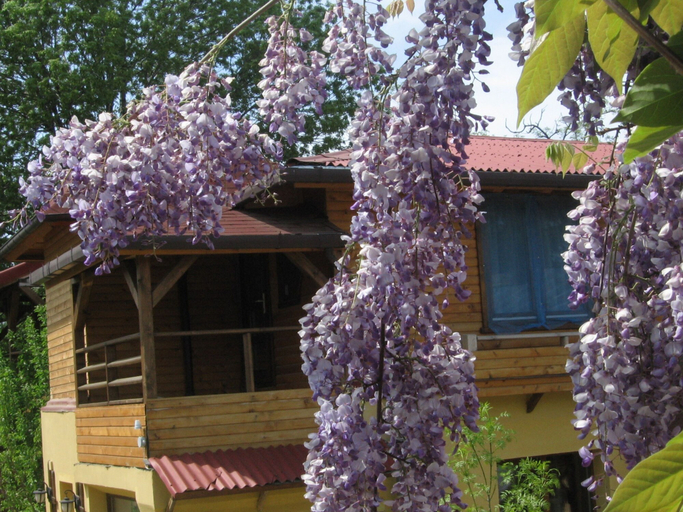 Exterior & Views 2, B&B Casa Mica Guesthouse, Municipiul Bucuresti