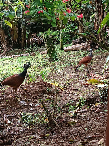 Others 5, Arenal Rustic Lodge, San Ramón