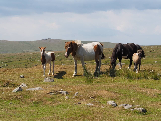 Others 5, Dartmoor Barn on North Hessary Tor, Devon