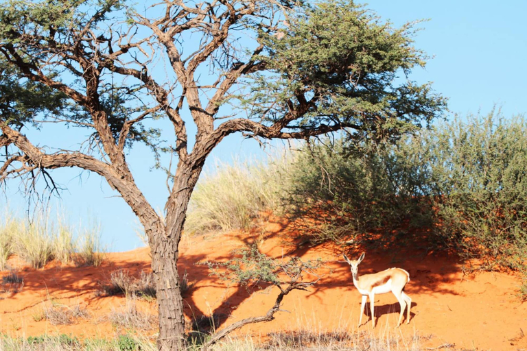 Others 5, Camelthorn Kalahari Lodge, Mariental Rural