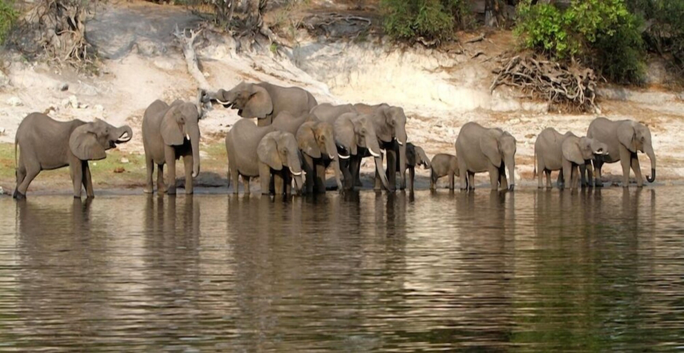 Others 5, Sedudu Mobile Camp, Chobe