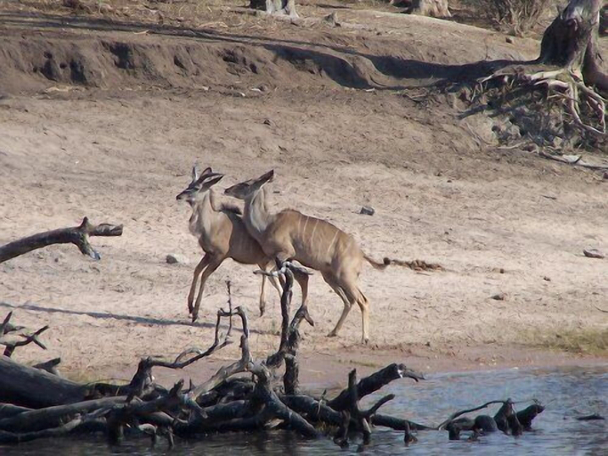 Others 4, Sedudu Mobile Camp, Chobe