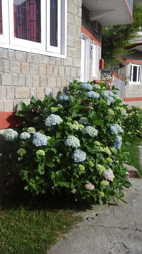 Others 5, Hotel Dev Cottage, Kangra