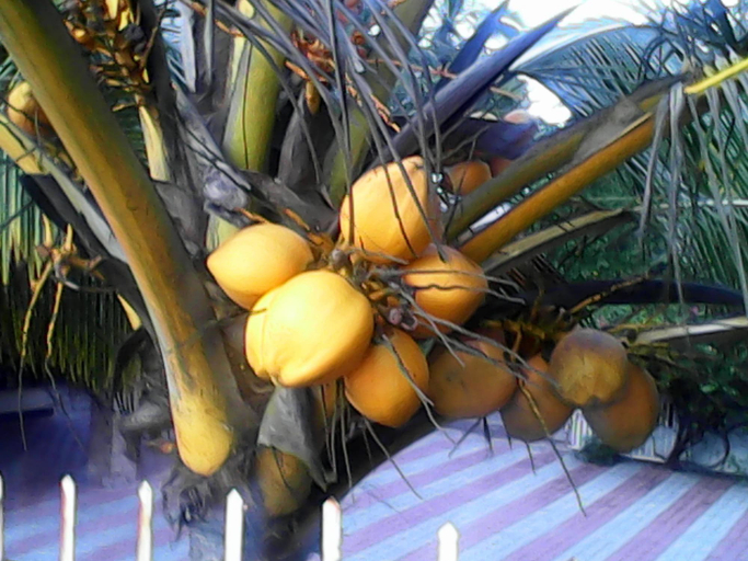 Food & Drinks 5, Sealine Beach Resort, Ernakulam