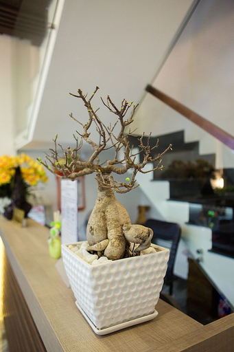 Food & Drinks, Hoa Cat Hotel, Qui Nhơn