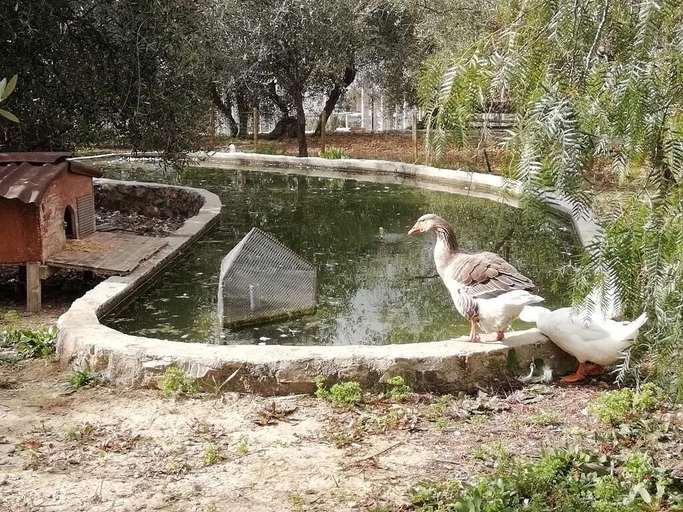 Others 5, Agriturismo il Grande Ulivo, Imperia