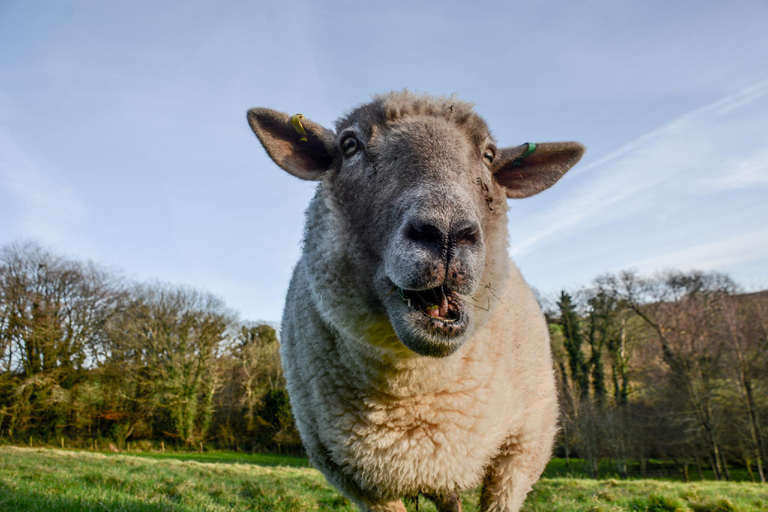 Food & Drinks 5, Lower Trengale Farm Holiday Cottages, Cornwall