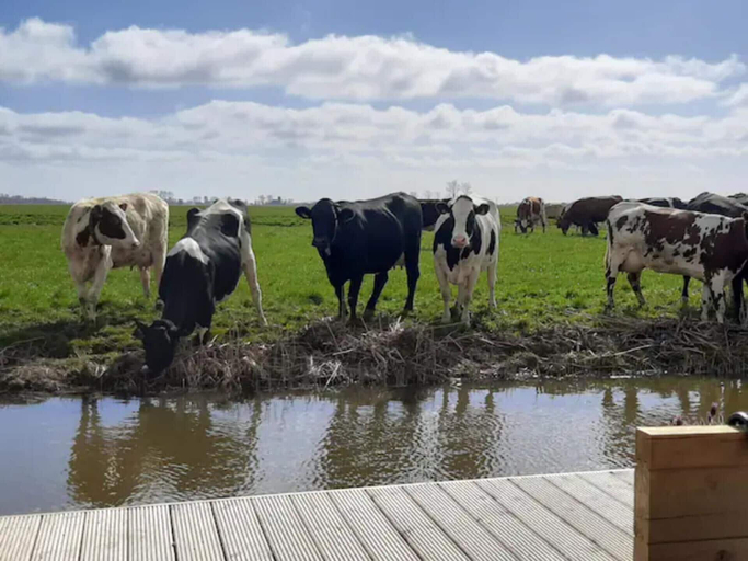 Others 5, Jacuzzi, Cows, Dairyfarm, Relaxing, Sleeping, Franekeradeel