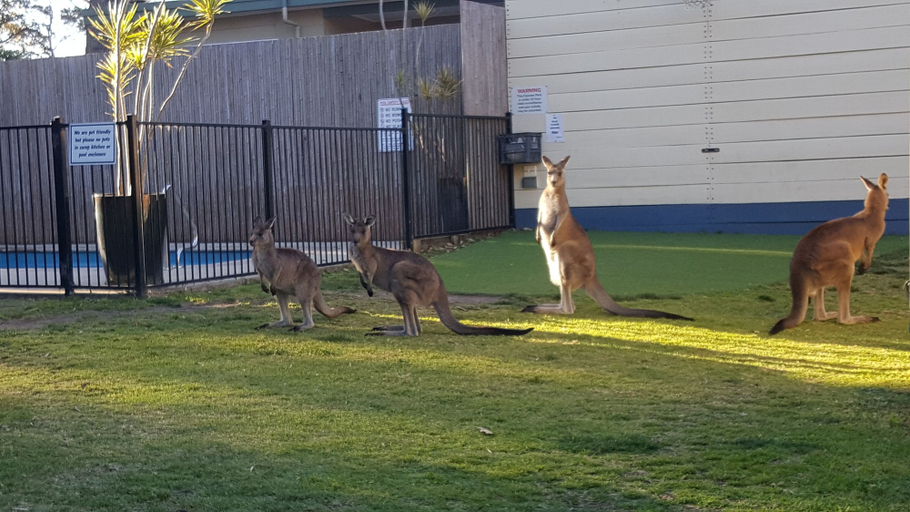 Others 4, Palm Beach Caravan Park, Shoalhaven - Pt B