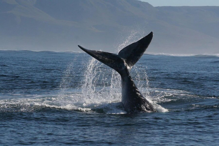 Others 5, La Petite Baleine, Overberg