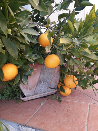 Food & Drinks, Villa Jadranka Privlaka, Privlaka