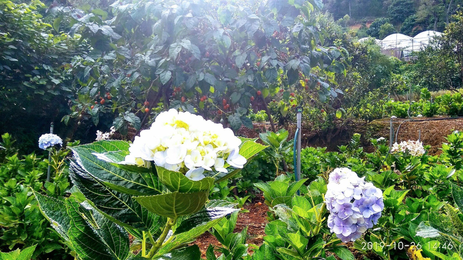 Others 3, Tuyet Hoa Hon Bo Bungalow, Đà Lạt