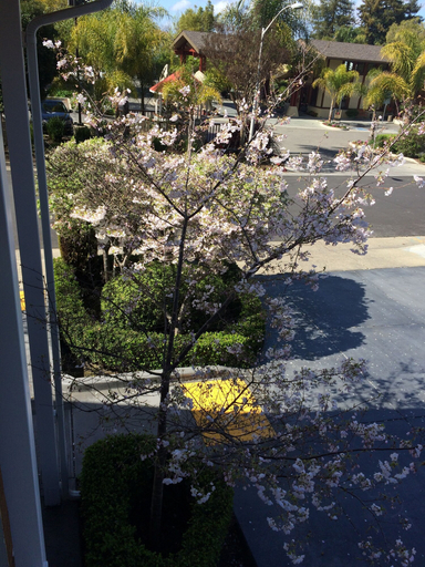 Others 4, Oak Motel Palo Alto, Santa Clara