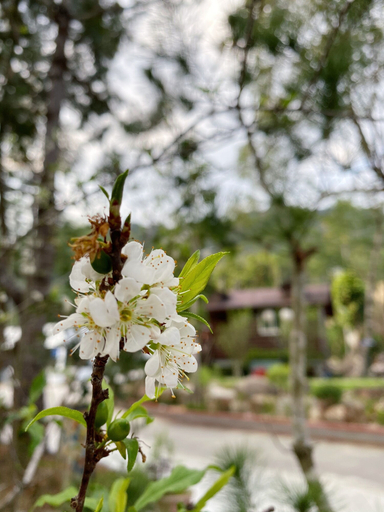 Others 5, Mei Zhi Lin Holiday Homestay, Nantou