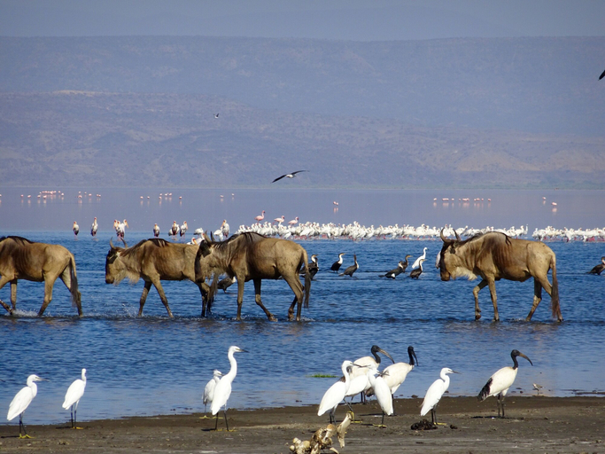 Others 4, Africa Safari Lake Natron Camping, Ngorongoro