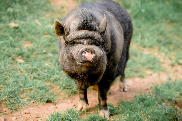 Food & Drinks 5, Nengshof - Haus Königskerze, Eifelkreis Bitburg-Prüm