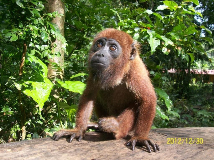 Others 5, Tronco Tambopata Adventure, Tambopata