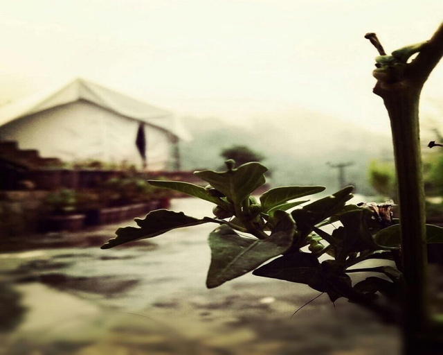 Others 5, D Jungle Dabas Cottages, Nainital