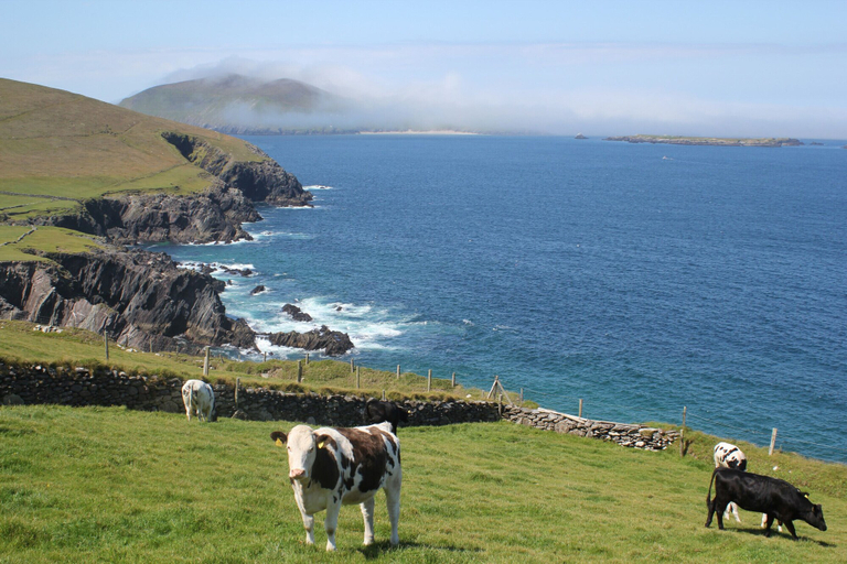 Others 4, An Searrach Dingle