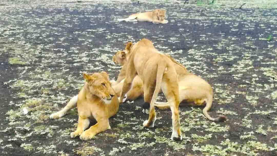 Others 4, Selous Adili Forest Camp, Rufiji