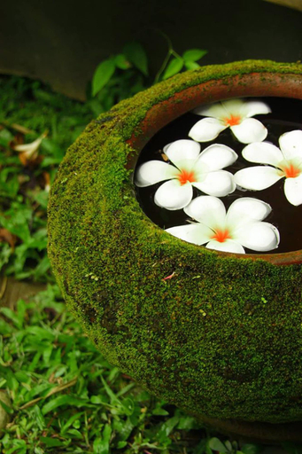 Food & Drinks, Ganesha House, Muang Chiang Mai