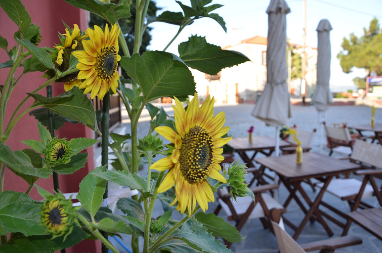 Food & Drinks 5, Helianthus Guesthouse, Central Macedonia