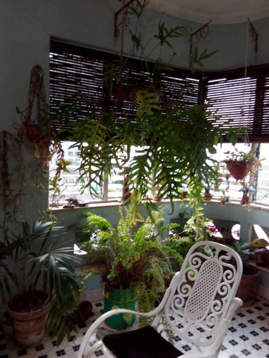 Courtyard view, El Hostal Casa Cuevas, Plaza de la Revolución