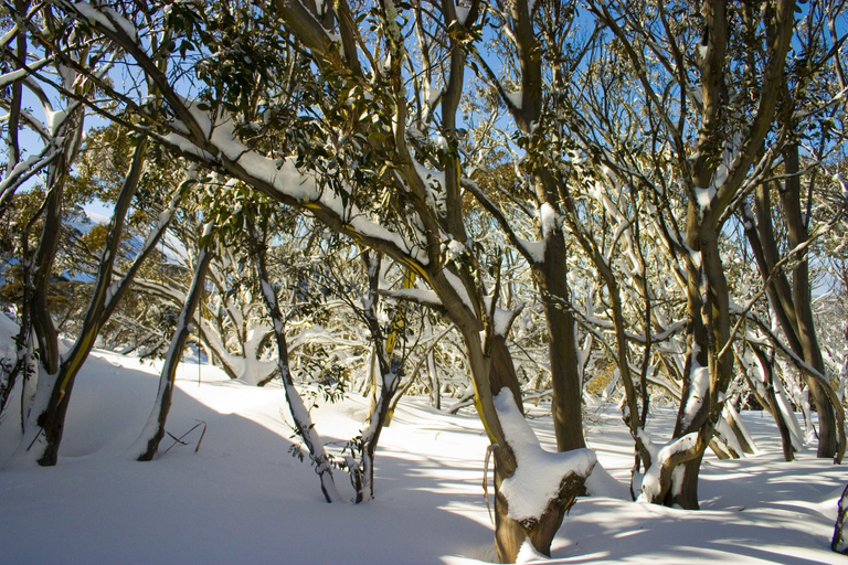Others 5, Hotham Sun Apartments, Mount Hotham Alpine Resort