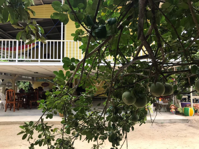 Others 3, Tree In Town, Muang Phatthalung