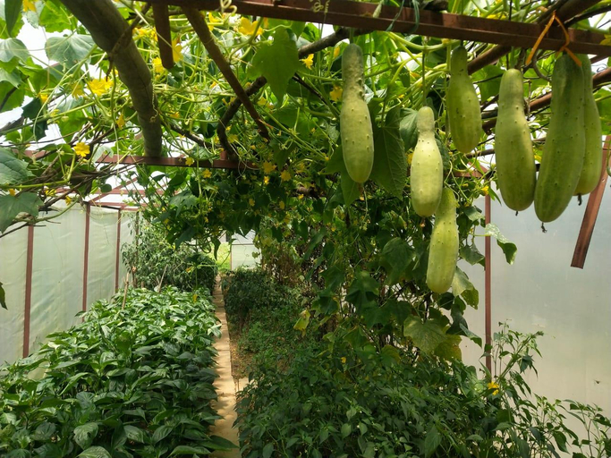 Others 4, Trishul Orchard Resort, Nainital