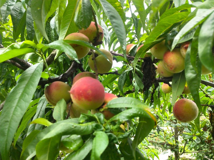 Others 3, Trishul Orchard Resort, Nainital